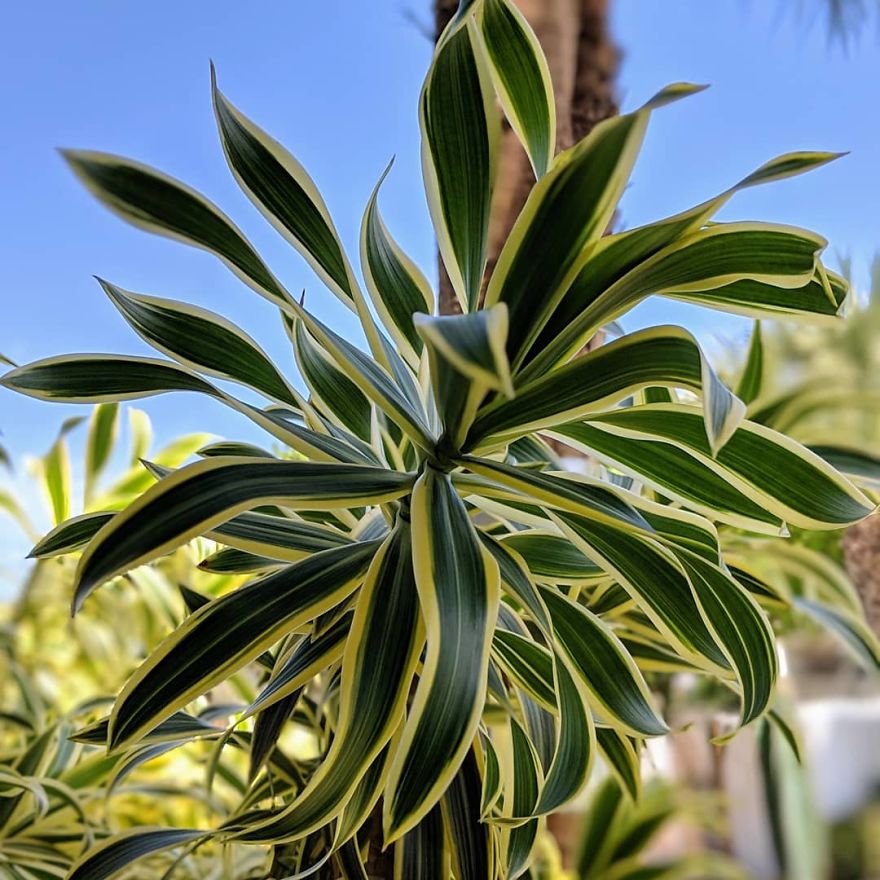 I Show The Beauty Around Me