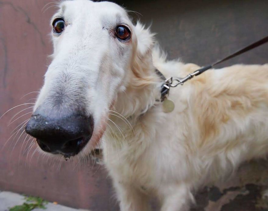Adonis, 10 Y/O, Russian Wolfhound