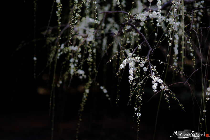 I Captured Spring In Japan