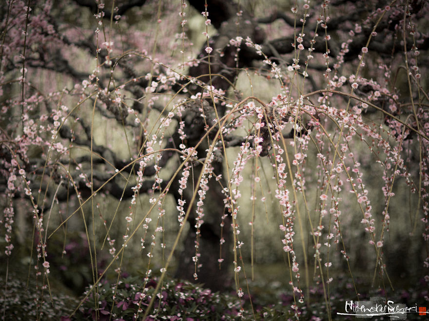 I Captured Spring In Japan
