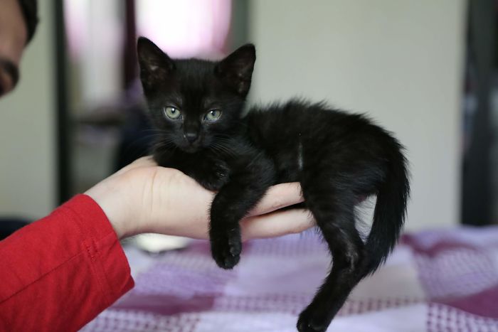 A Year Ago Our Adopted Kitten Was Fighting For Her Life, Now She's Full Of Life And Half The Size Of A Normal Cat