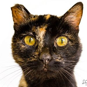 Fuzzball Photography