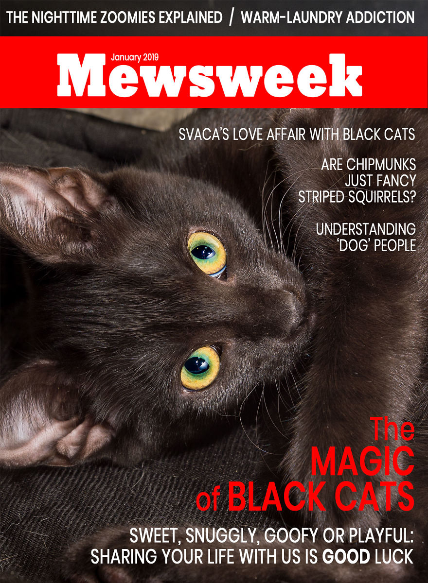 I Created Faux Magazine Covers To Boost Black Cat Adoption