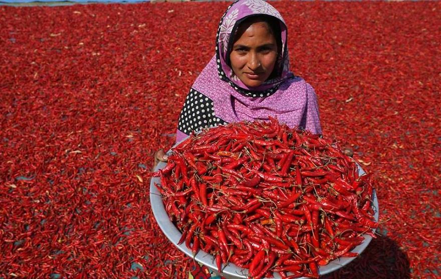 Millions Of Chili Peppers Form A &lsquo;Red Blanket&rsquo; In Bangladesh