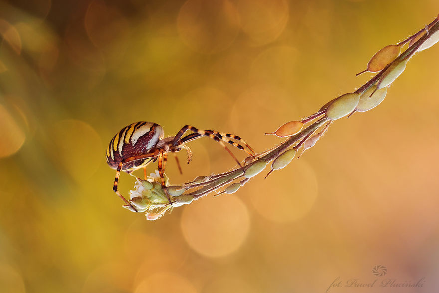 My Macro Photography Of Tiny Creatures