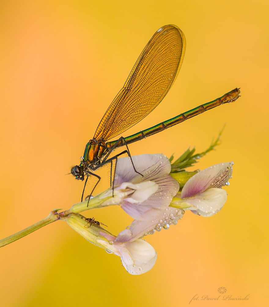 My Macro Photography Of Tiny Creatures