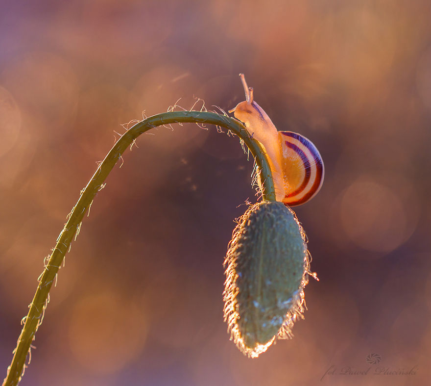 My Macro Photography Of Tiny Creatures My Macro Photography Of Tiny Creatures