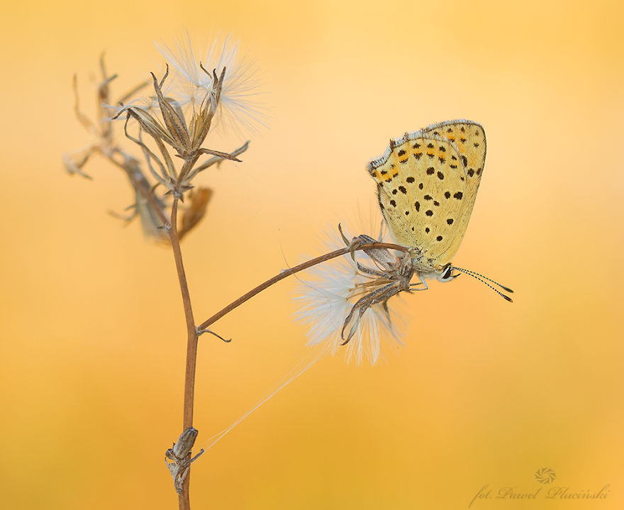 My Macro Photography Of Tiny Creatures My Macro Photography Of Tiny Creatures