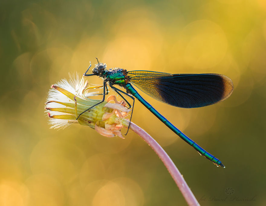 My Macro Photography Of Tiny Creatures