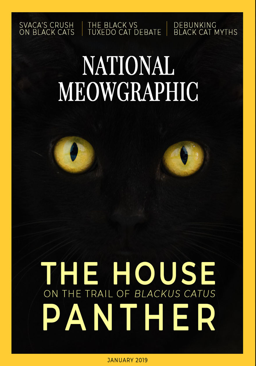 I Created Faux Magazine Covers To Boost Black Cat Adoption