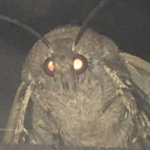 claudiakahana_1 avatar