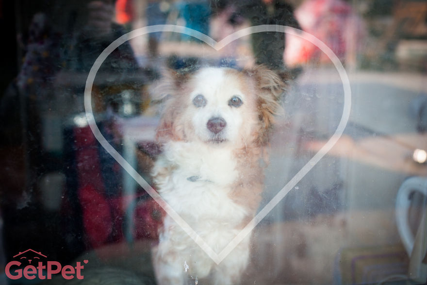 Getpet: Our Tinder-Inspired App That Connects Dogs With Their Future Owners Getpet: Our Tinder-Inspired App That Connects Dogs With Their Future Owners