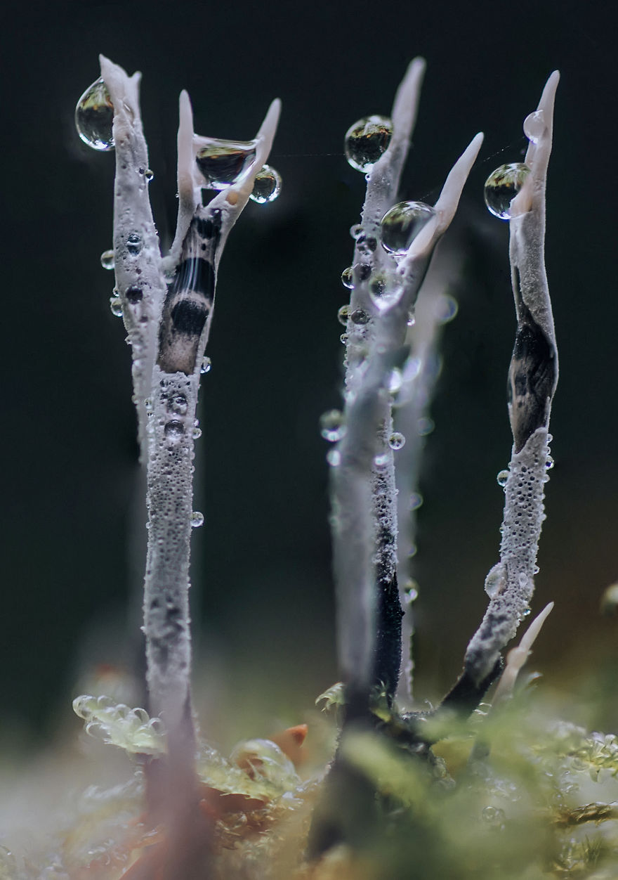 Best From Mushrooms Hunter Photography In 2018