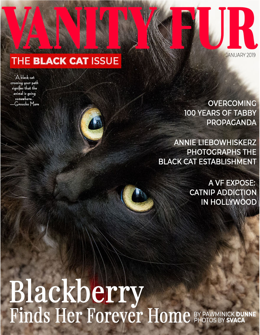 I Created Faux Magazine Covers To Boost Black Cat Adoption