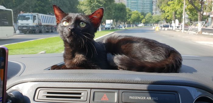 A Year Ago Our Adopted Kitten Was Fighting For Her Life, Now She's Full Of Life And Half The Size Of A Normal Cat