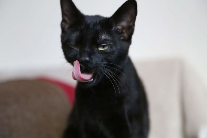 A Year Ago Our Adopted Kitten Was Fighting For Her Life, Now She's Full Of Life And Half The Size Of A Normal Cat