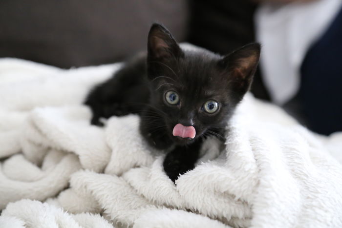 A Year Ago Our Adopted Kitten Was Fighting For Her Life, Now She's Full Of Life And Half The Size Of A Normal Cat