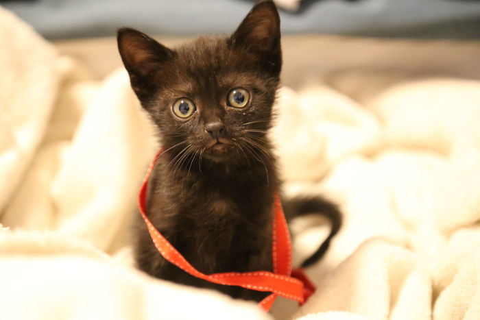 A Year Ago Our Adopted Kitten Was Fighting For Her Life, Now She's Full Of Life And Half The Size Of A Normal Cat