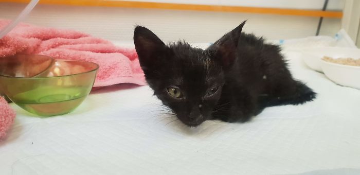 A Year Ago Our Adopted Kitten Was Fighting For Her Life, Now She's Full Of Life And Half The Size Of A Normal Cat A Year Ago Our Adopted Kitten Was Fighting For Her Life, Now She's Full Of Life And Half The Size Of A Normal Cat