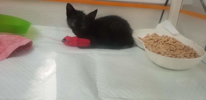 A Year Ago Our Adopted Kitten Was Fighting For Her Life, Now She's Full Of Life And Half The Size Of A Normal Cat