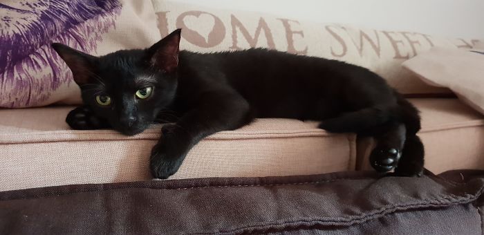 A Year Ago Our Adopted Kitten Was Fighting For Her Life, Now She's Full Of Life And Half The Size Of A Normal Cat