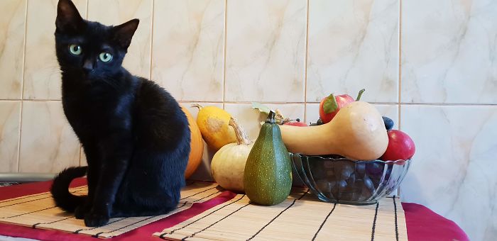 A Year Ago Our Adopted Kitten Was Fighting For Her Life, Now She's Full Of Life And Half The Size Of A Normal Cat A Year Ago Our Adopted Kitten Was Fighting For Her Life, Now She's Full Of Life And Half The Size Of A Normal Cat