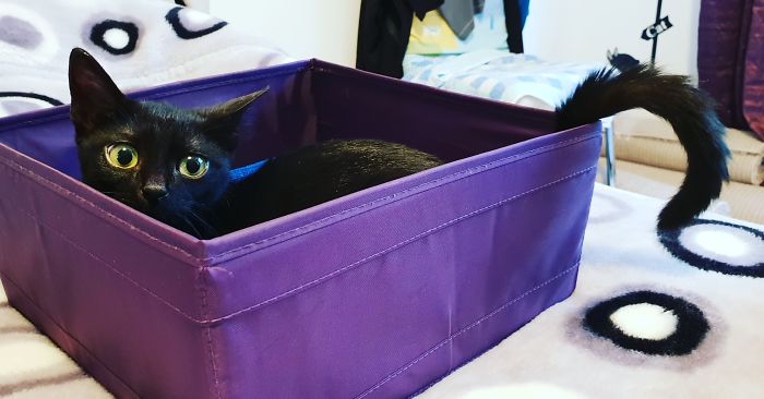 A Year Ago Our Adopted Kitten Was Fighting For Her Life, Now She's Full Of Life And Half The Size Of A Normal Cat