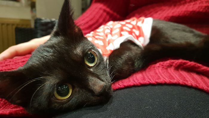 A Year Ago Our Adopted Kitten Was Fighting For Her Life, Now She's Full Of Life And Half The Size Of A Normal Cat A Year Ago Our Adopted Kitten Was Fighting For Her Life, Now She's Full Of Life And Half The Size Of A Normal Cat