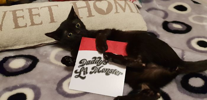 A Year Ago Our Adopted Kitten Was Fighting For Her Life, Now She's Full Of Life And Half The Size Of A Normal Cat