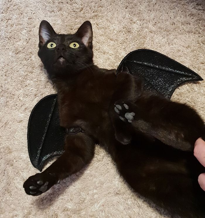 A Year Ago Our Adopted Kitten Was Fighting For Her Life, Now She's Full Of Life And Half The Size Of A Normal Cat