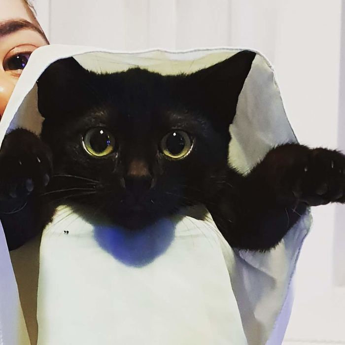 A Year Ago Our Adopted Kitten Was Fighting For Her Life, Now She's Full Of Life And Half The Size Of A Normal Cat A Year Ago Our Adopted Kitten Was Fighting For Her Life, Now She's Full Of Life And Half The Size Of A Normal Cat