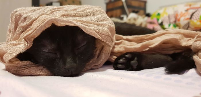 A Year Ago Our Adopted Kitten Was Fighting For Her Life, Now She's Full Of Life And Half The Size Of A Normal Cat A Year Ago Our Adopted Kitten Was Fighting For Her Life, Now She's Full Of Life And Half The Size Of A Normal Cat