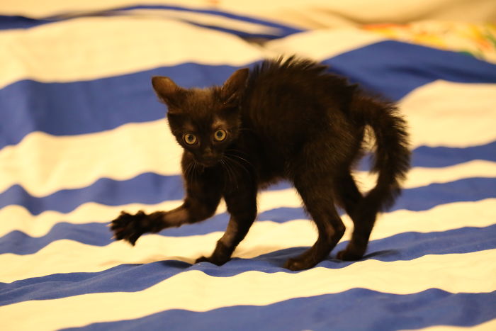 A Year Ago Our Adopted Kitten Was Fighting For Her Life, Now She's Full Of Life And Half The Size Of A Normal Cat