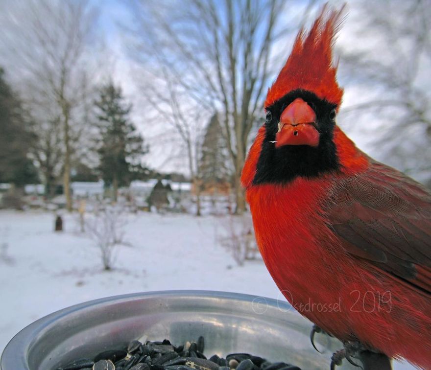 Woman Feeds Birds And Captures Stunning Close-Up Photos While Eating (New Pics)
