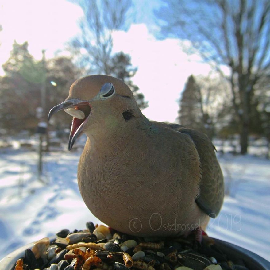 Woman Feeds Birds And Captures Stunning Close-Up Photos While Eating (New Pics)
