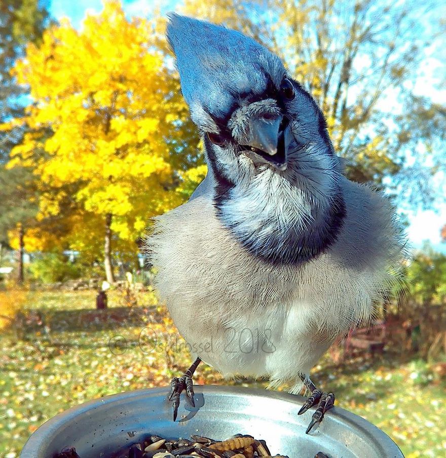 Woman Feeds Birds And Captures Stunning Close-Up Photos While Eating (New Pics)