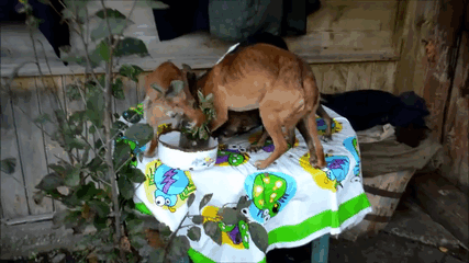 Shelter Rescues 11 Dogs Who Were Living With An Old Grandma And Only Ate Bread Shelter Rescues 11 Dogs Who Were Living With An Old Grandma And Only Ate Bread