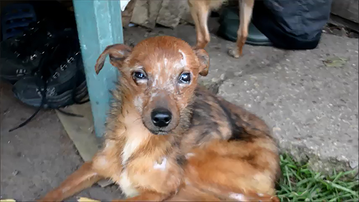 Shelter Rescues 11 Dogs Who Were Living With An Old Grandma And Only Ate Bread Shelter Rescues 11 Dogs Who Were Living With An Old Grandma And Only Ate Bread