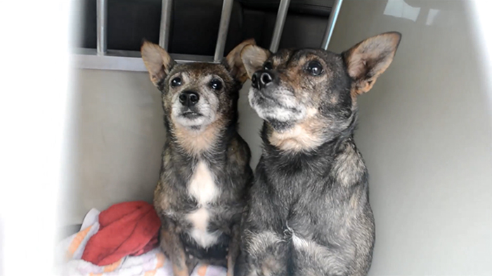 Shelter Rescues 11 Dogs Who Were Living With An Old Grandma And Only Ate Bread Shelter Rescues 11 Dogs Who Were Living With An Old Grandma And Only Ate Bread