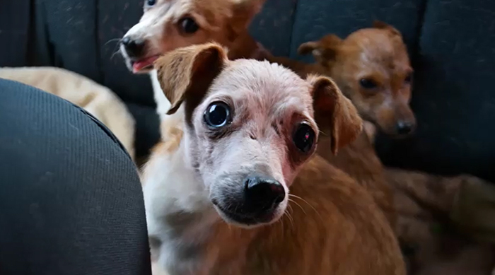 Shelter Rescues 11 Dogs Who Were Living With An Old Grandma And Only Ate Bread
