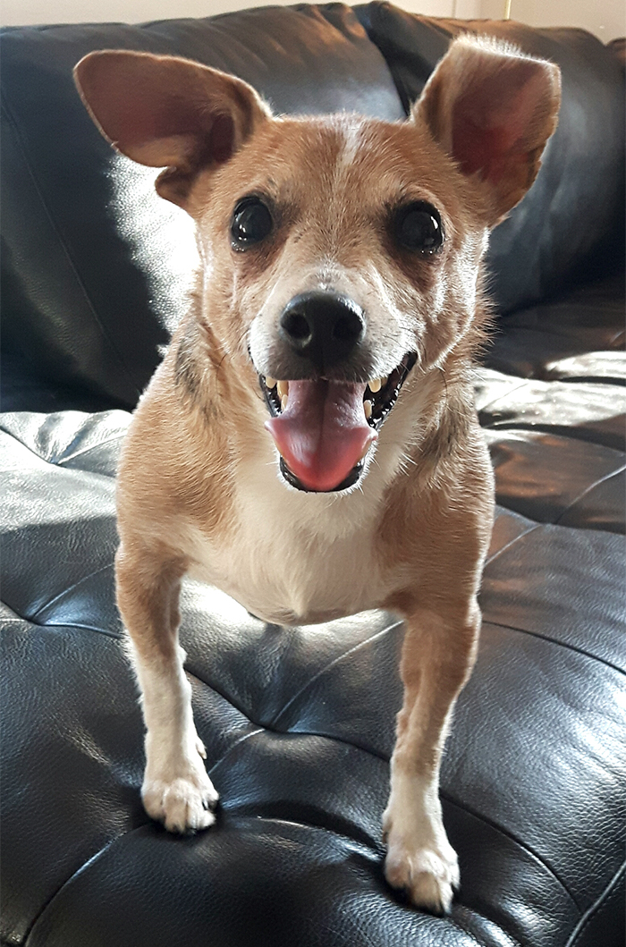 Shelter Rescues 11 Dogs Who Were Living With An Old Grandma And Only Ate Bread