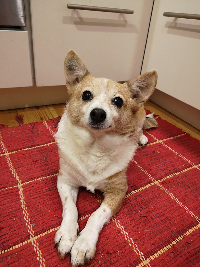 Shelter Rescues 11 Dogs Who Were Living With An Old Grandma And Only Ate Bread