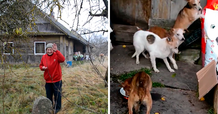 Shelter Rescues 11 Dogs Who Were Living With An Old Grandma And Only Ate Bread