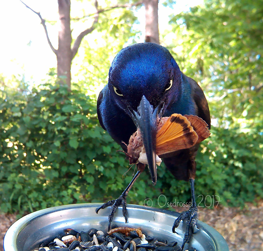 Woman Feeds Birds And Captures Stunning Close-Up Photos While Eating (New Pics)