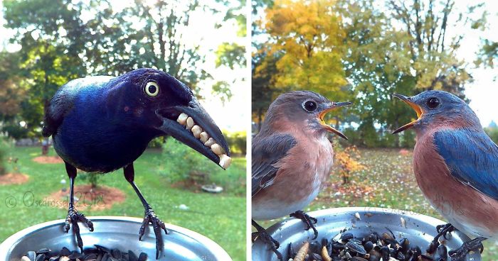 This Woman Set Up A Feeder Cam For Birds In Her Yard, And The Results Are Extraordinary (30 Pics)