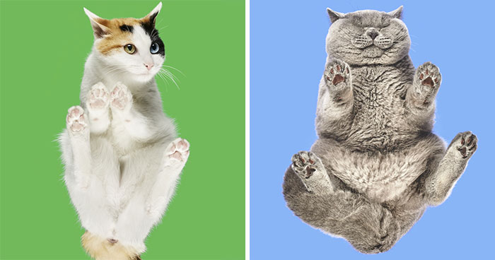 4 Years Ago, I Saw A Ridiculous-Looking Picture Of A Cat On A Glass Table, And Turned It Into An “Under-Cats” Project (24 New Pics)