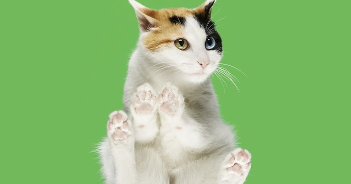 4 Years Ago, I Saw A Ridiculous-Looking Picture Of A Cat On A Glass Table, And Turned It Into An “Under-Cats” Project (24 New Pics)