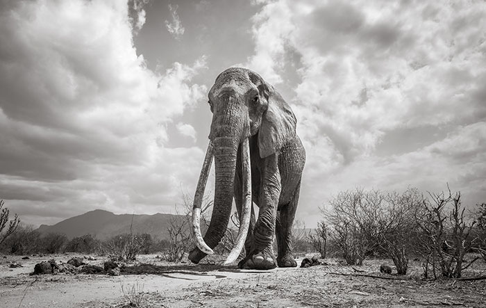 Las últimas fotos de la legendaria «Reina Elefante» antes de su muerte