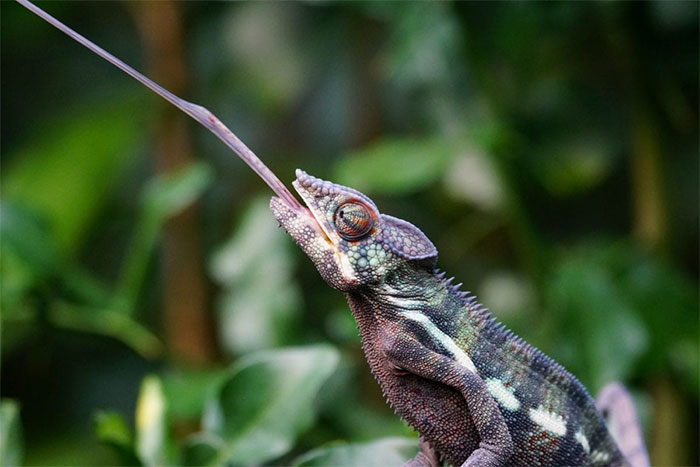 Close-up of a chameleon with tongue extended, illustrating one of the crazy conspiracy theories that some people actually believe in.