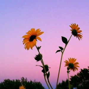 ogenakerelles avatar